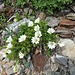 Alpen-Hornkraut (Cerastium alpinum)