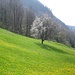 Jede Menge "Rossbollen", wie wir im Schwarzwald zu sagen pflegen
