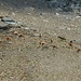 A herd of chamois in Val Lavadignas