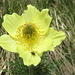 Anemone gialla alpina (Pulsatilla alpina).