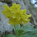 Das Highlight der Tour: Aurikel (<i>Primula auricula</i>) in der Gerstelflue Nordwand