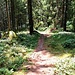 Trampelpfad hinab zum See
