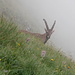 Prächtiger Steinbock am gerade etwas eingenebelten Balmi