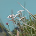 Edelweiss in der 2. Scharte, dahinter der türkisene Brienzersee