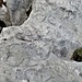 Fossili sulle rocce calcaree.