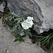 Achillea clavenae L.<br />Asteraceae<br /><br />Millefoglio di Clavena<br />Achillée de Clavena<br />Clavenas Schafgarbe