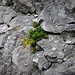 Saxifraga aizoides L.<br />Saxifragaceae<br /><br />Sassifraga cigliata<br />Saxifrage des ruisseaux, saxifrage ciliée<br />Bewimperter Steinbrech, Bach-Steinbrech<br />