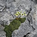 Saxifraga squarrosa Sieber<br />Saxifragaceae<br /><br />Sassifraga delle Dolomiti