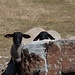 Die Schafe verstecken sich hinter einem Felsen.