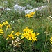 Arnica montana L.<br />Asteraceae<br /><br />Arnica<br />Arnica<br />Arnika