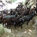 Während des Abstiegs an einer Engstelle: eine Herde mit 300 Stück Vieh stellt sich mir in den Weg.