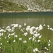 Wollgräser am Ufer des Strelasee