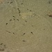 Jede Menge Kaulquappen im Strelasee