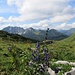 Abstieg über grüne Wiesen zur Alp Laguz
