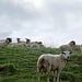Schafe auf dem Weg zum Schibengütsch.