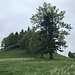 Erhebung P. 1076 mit der schönen Baumreihe