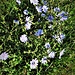 Cichorium intybus L.<br />Asteraceae<br /><br />Cicoria comune, Radicchio<br />Chicorée sauvage<br />Wegwarte, Zichorie