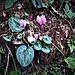 Cyclamen purpurascens Mill.<br />Primulaceae<br /><br />Ciclamino delle Alpi<br />Cyclamen d'Europe<br />Europäisches Alpenvelichen, Gemeine Ziklame, Erdscheibe