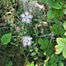 Dianthus hyssopifolius L.<br />Caryophillaceae<br /><br />Garofano di bosco<br />Oeillet de Montpellier<br />Montpellier-Nelke, Ysop-Nelke