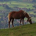 Hörnle-Pferd vor Bad Kohlgrub / Cavallo dell`Hörnle davanti al paese di Bad Kohlgrub