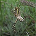 Wespenspinne, Argiope bruennichi, Weibchen mit Beute von unten / rovescio del ragno con preda