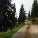 On the forest road towards Alp Salaz.