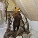 In una delle sale del Centro di Informazioni del Parco Nazionale del Triglav è esposto un orso bruno.