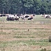 Allevamento di mucche frisone nella piana di Bovec.