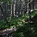 Im Aufstieg zwischen Rudno polje und Studorski preval - Hier im Wald, kurz nach Verlassen der breiten Forstpiste.