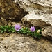 Campanula raineri <br />Descrizione: è una pianta non più alta di 5-10 cm. Ha un rizoma strisciante e legnoso ed un fusto prostrato ascendente. Le foglie sono tutte intere e pelose; quelle basali sono oblunghe-spatolate con <br />un corto picciolo, le medie leggermente ellittiche, crenate e dentate superiormente. I fiori sono eretti <br />con la corolla imbutiforme, allargata sin dalla base, molto grandi rispetto alla taglia dell’intera <br />pianta, di colore azzurro chiaro in fiore da luglio a settembre. Possiede un calice a lobi lanceolati e <br />dentati.  <br />La fioritura, tra luglio e agosto, è spettacolare perché diverse piante assembrandosi in breve spazio <br />possono portare fino a 20-25 fiori.  <br /> 