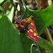 Purpurroter Zünsler, Pyrausta purpuralis