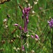 Kiel-Lauch, Allium carinatum