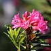 Rostblättrige Alpenrose (Rhododendron ferrugineum).