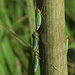 Binsenschmuckzikaden, Grüne Zwergzikaden,  Cicadella viridis. Die mittlere hat eine Saftblase auf dem Rücken / da una si vede una bolla del sugo della pianta sul dorso