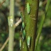 Binsenschmuckzikaden, Grüne Zwergzikaden, Cicadella viridis
