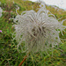 Eine verblühte Anemone.