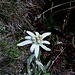 Diverse stelle alpine lungo la discesa!