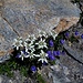 Meraviglie della natura