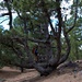Pinus Canariensis
