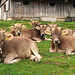 bei der Alp in Grossbetten sah ich diese fotogenen Kühe beim Faulenzen.
