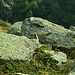 Murmeli im Zielbachtal zwischen Nassereith-Hütte und Lodnerhütte                