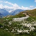 In der Ferne grüsst der Fornogletscher