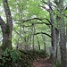 Schöner Wanderweg im finsteren Wald