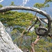 verdrehter Baum im Abstieg
