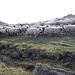 A flock (one of many).