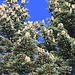 Hundreds of pine cones!