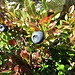Heidelbeere (Vaccinium myrtillus)