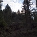 Im Flimser Wald