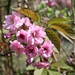 Frühling ist's im Tal - im Wallis sowieso ...