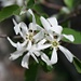 des öfteren begegnen wir diesen anmutigen Blüten -
der Gewöhnlichen Felsenbirne, wie Jochen mir in verdankenswerter Weise mitteilt!
